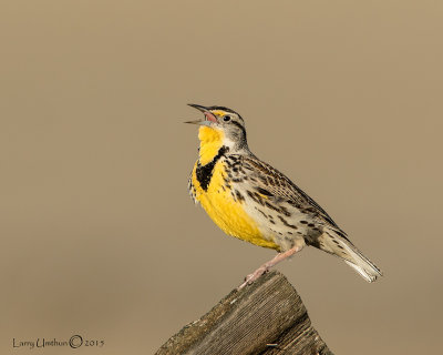 Western Meadowlark