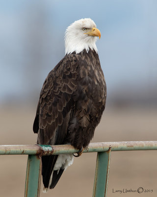 Bald Eagle