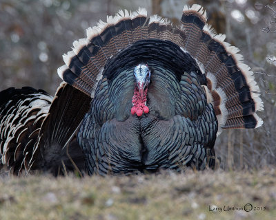 Wild Turkey