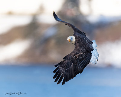 Bald Eagle