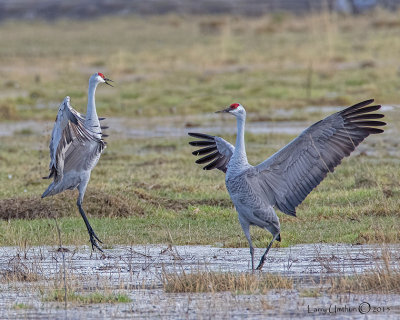 Sandhil lCranes