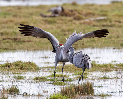 Sandhill Cranes