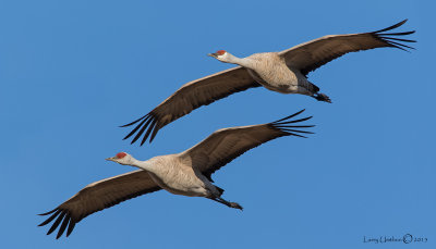 Sandhill Cranes