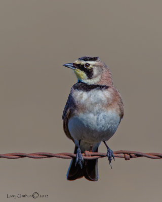 Horned Lark