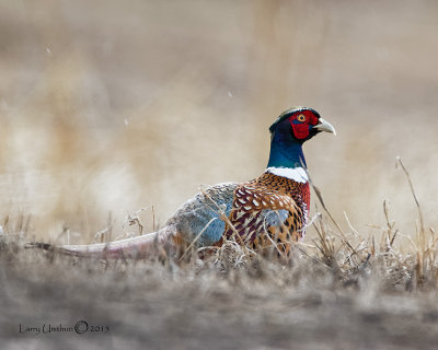 Ring-Necked Pheasant