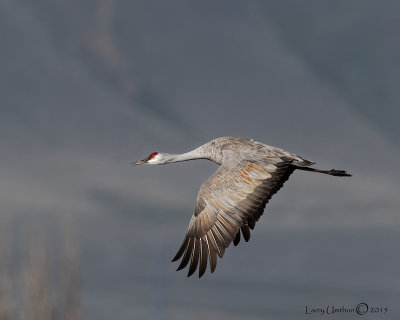 Sandhill Crane