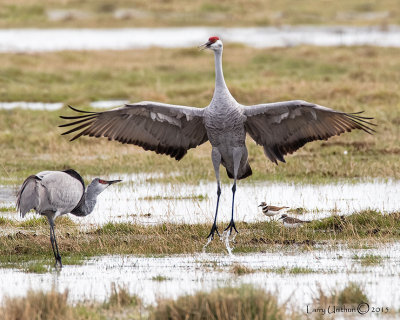 Sandhill Cranes