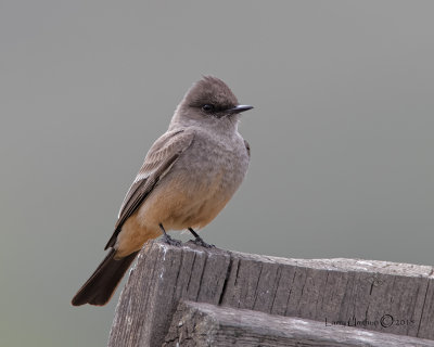 Say's Phoebe