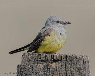 Western Kingbird