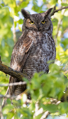 Great Horned Owl