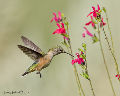 Rufous Hummingbird