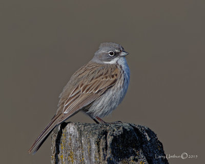 Sagebrush Sparrow