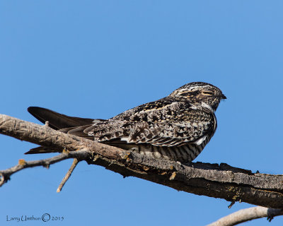 Common Nighthawk