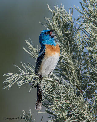 Lazuli Bunting