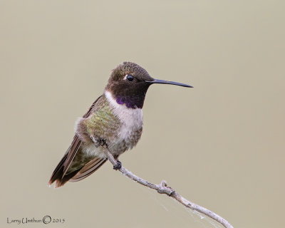 Black-chinned Hummingbird