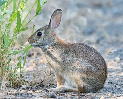 Cottontail Rabbit