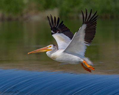 American White Pelican