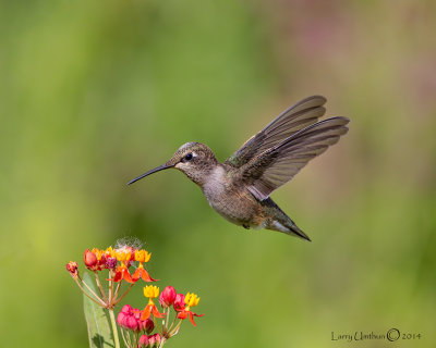 Rufous Hummingbird