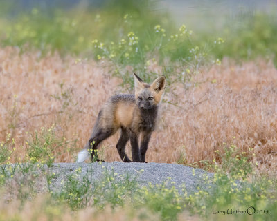 Young Fox