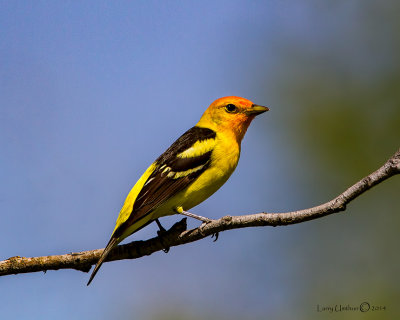 Western Tanager