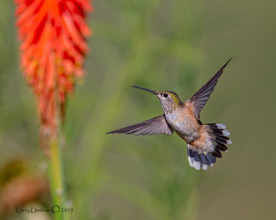 Calliope Hummingbird