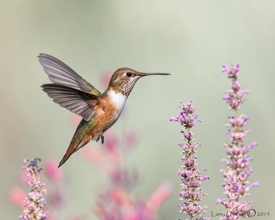 Rufous Hummingbird