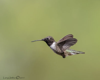 Black-chinned Hummingbird