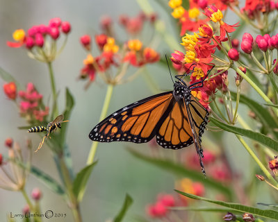 Monarch Butterfly & Wasp