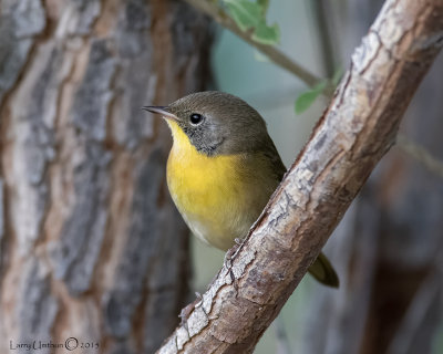 Common Yellowthroat