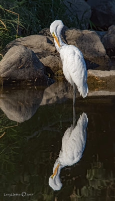 Great Egret