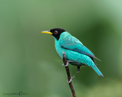 Green Honeycreeper