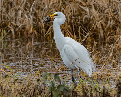 Great Egret with a Vole