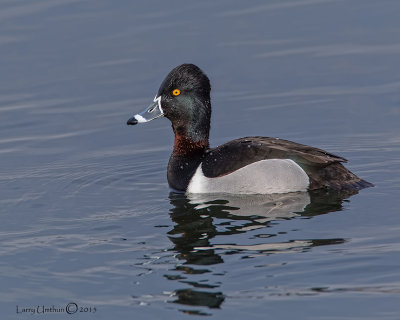 Ring-necked Duck