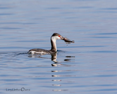 Horned Grebe