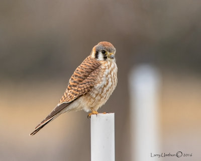 American Kestrel