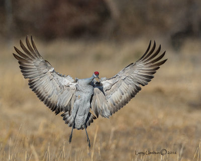 Sandhill Crane