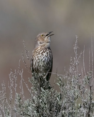 Sage Thrasher