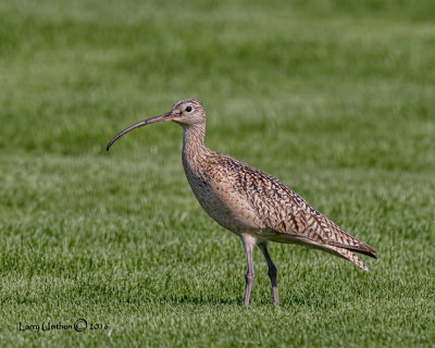 Long-billed Curlew