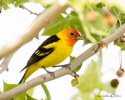 Western Tanager