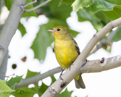 Western Tanager (female)