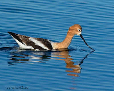 American Avocet