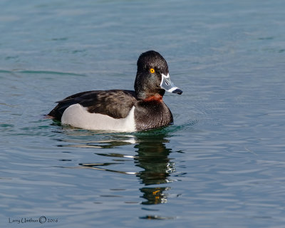 Ring-necked Duck