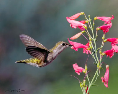 Black-chinned Hummingbird (female)