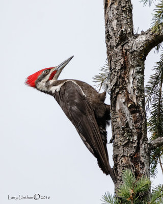 Pileated Woodpecker