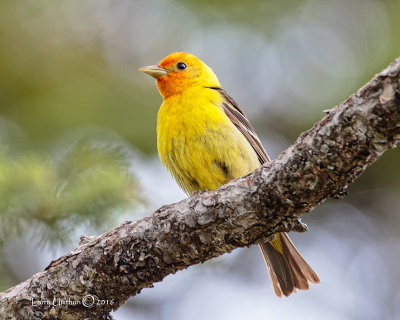 Western Tanager