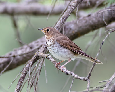 Swainson's Thrush