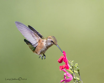 Rufous Hummingbird