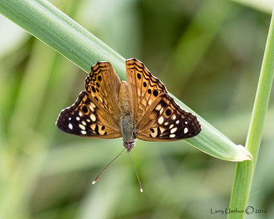 Hackberry Emperor Butterfly