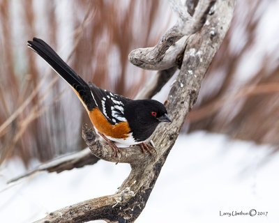 Spotted Towhee