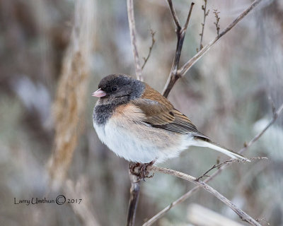 Junco